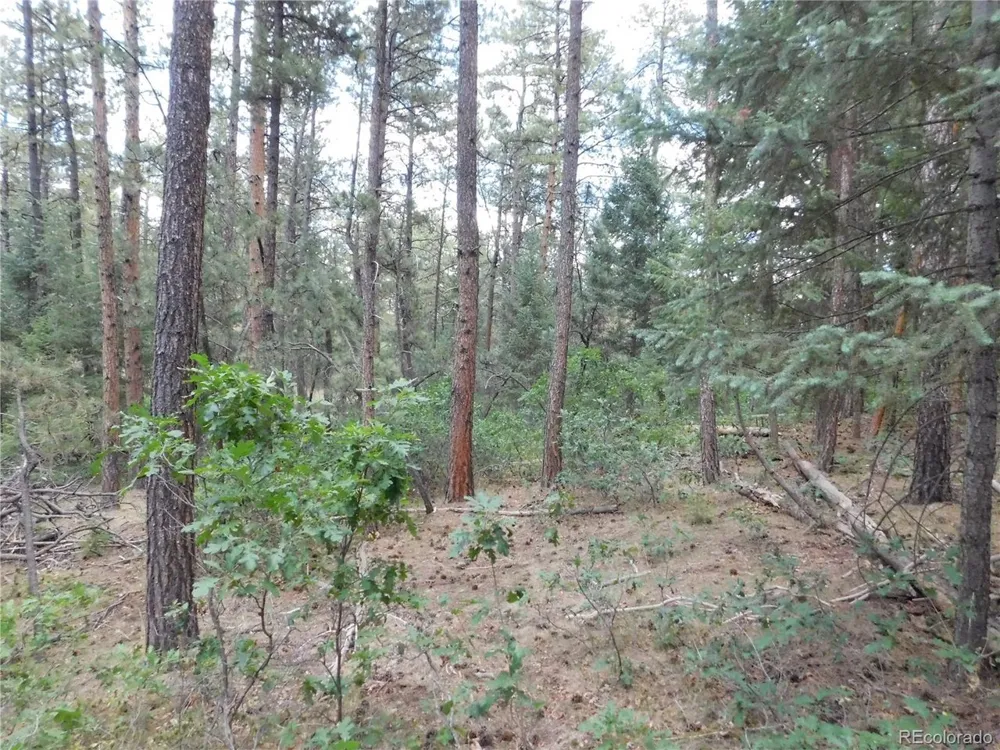 8169 Bannock Drive Larkspur, CO 80118