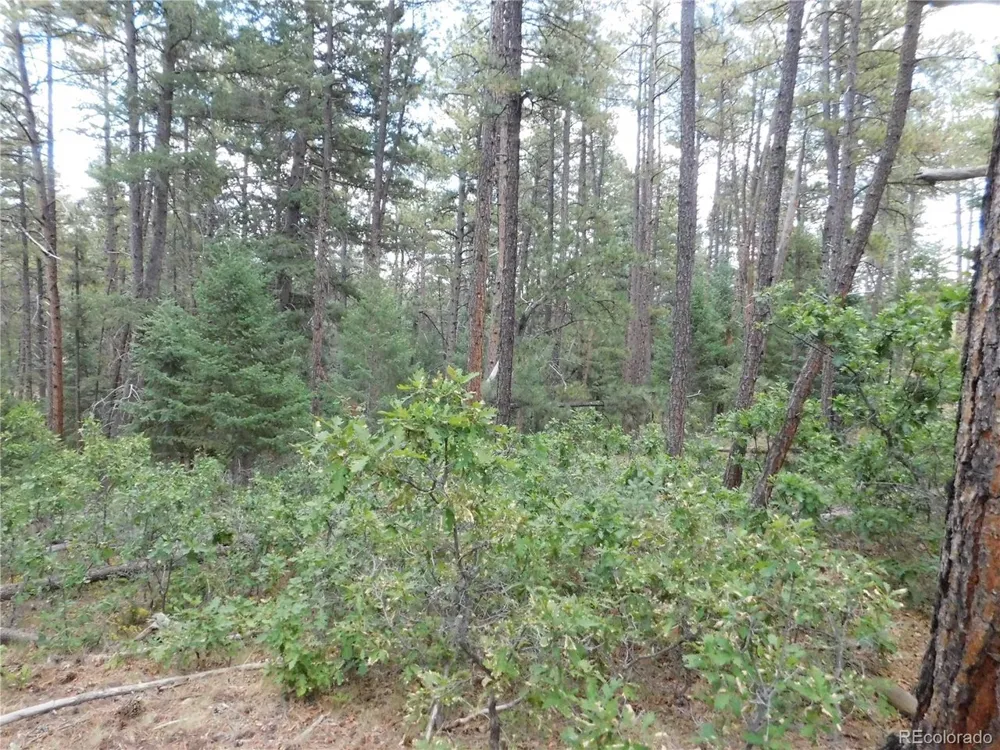 8169 Bannock Drive Larkspur, CO 80118