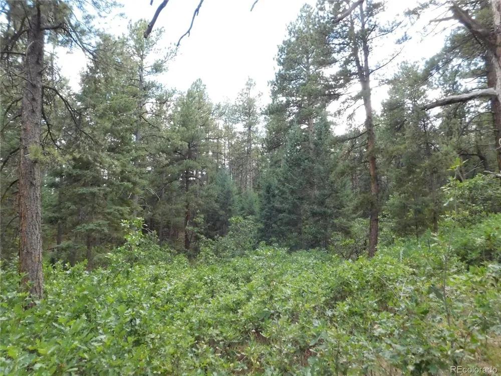 8169 Bannock Drive Larkspur, CO 80118