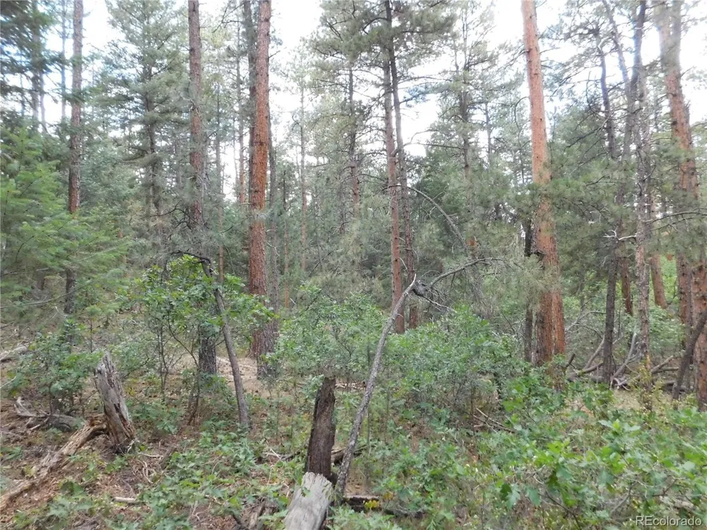 8169 Bannock Drive Larkspur, CO 80118