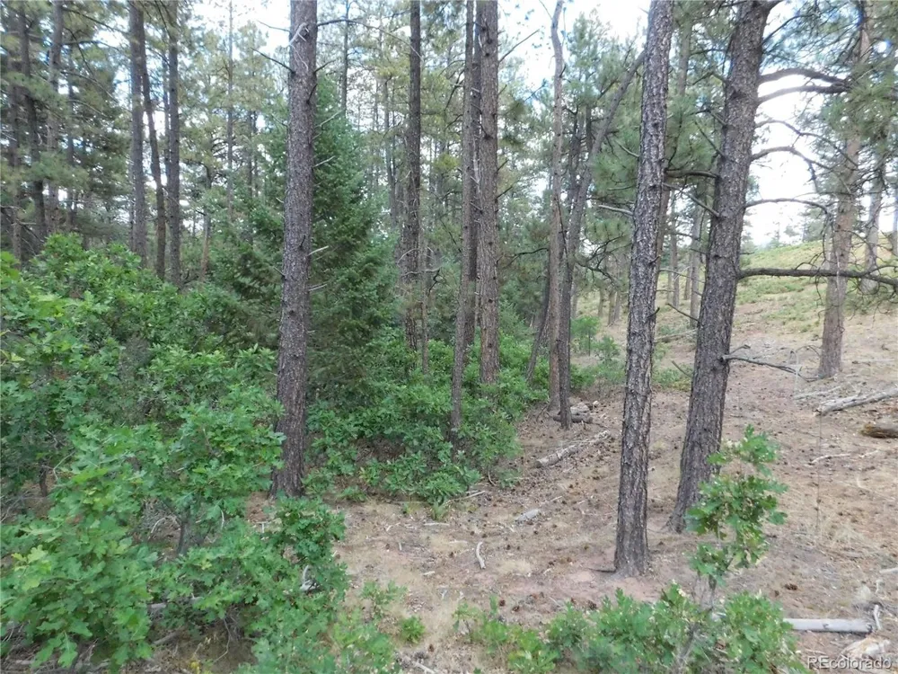 8169 Bannock Drive Larkspur, CO 80118