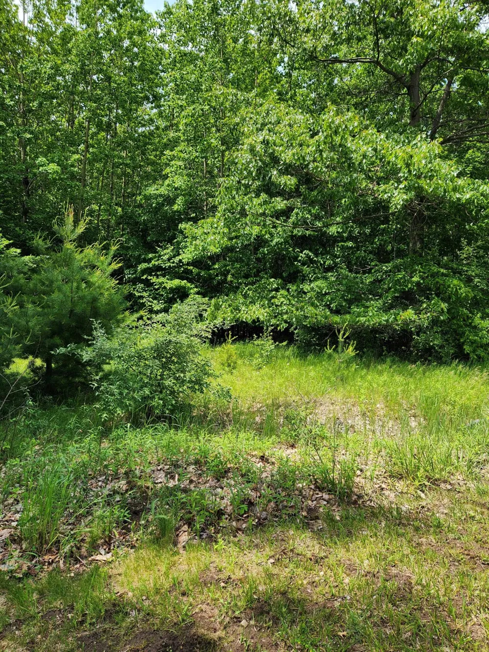 Opal Ridge Drive #64 Onekama, MI 49675