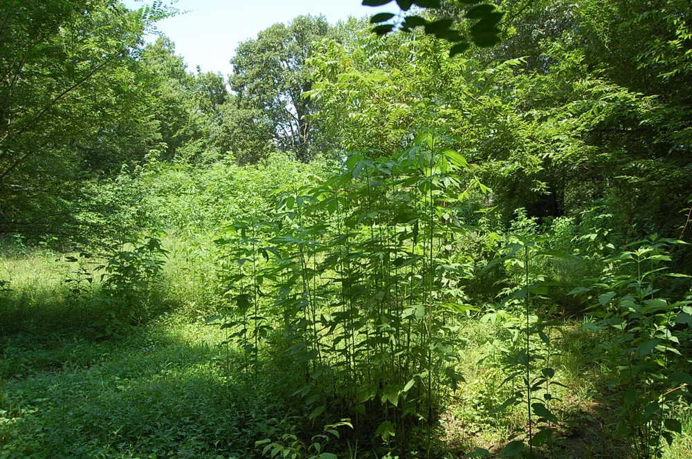 532 Pickett Road Signal Mountain, TN 37377