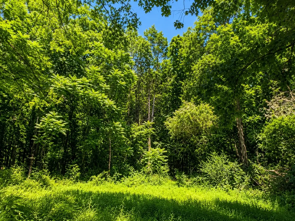 539 Wallace Rd Gallatin, TN 37066