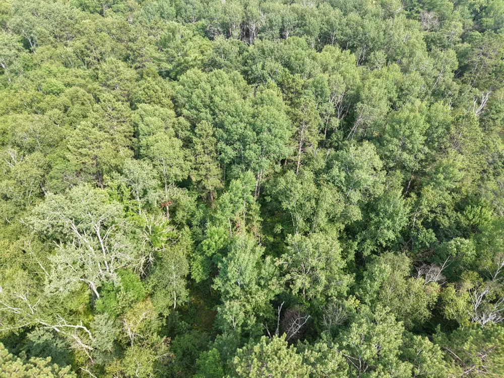 22034 County 2 Nevis, MN 56467