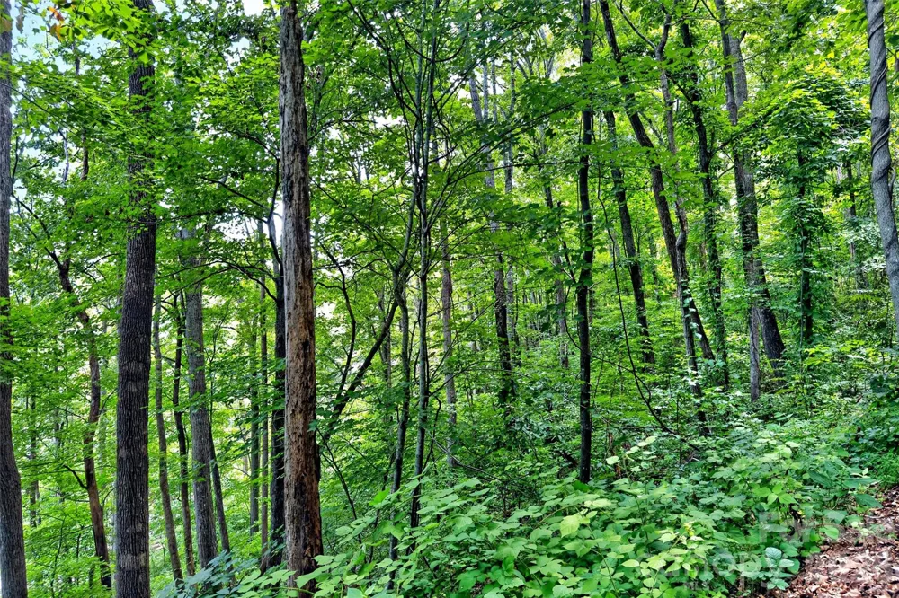 32 Nellie Bell Lane Swannanoa, NC 28778