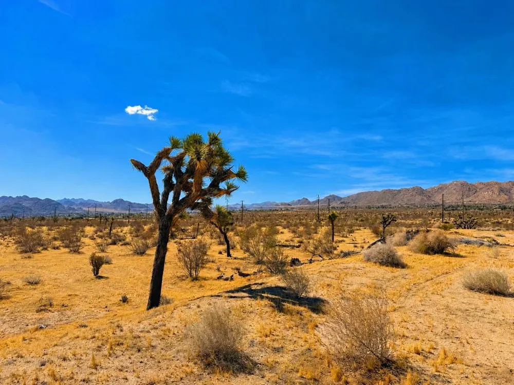 Rockwood Road Joshua Tree, CA 92252