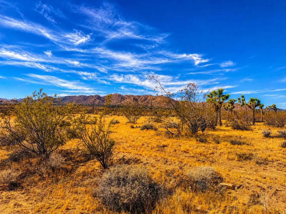 Rockwood Road Joshua Tree, CA 92252