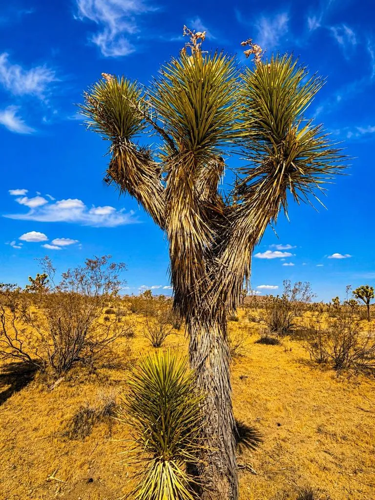 Rockwood Road Joshua Tree, CA 92252