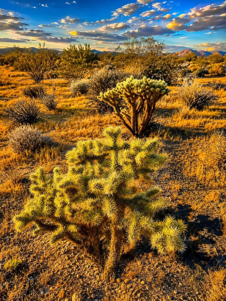 Rockwood Road Joshua Tree, CA 92252