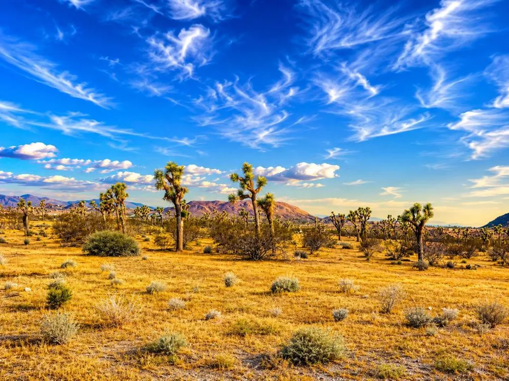 Rockwood Road Joshua Tree, CA 92252
