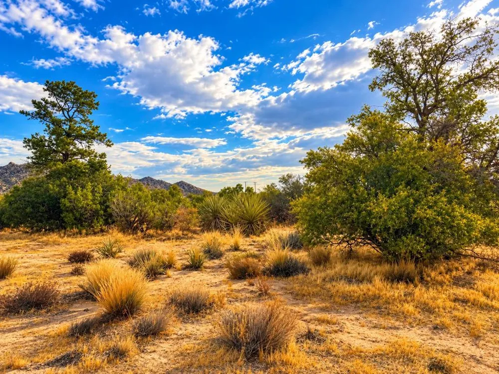 529 Saint Bernard Drive Mountain Center, CA 92561