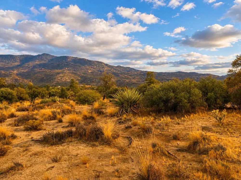529 Saint Bernard Drive Mountain Center, CA 92561