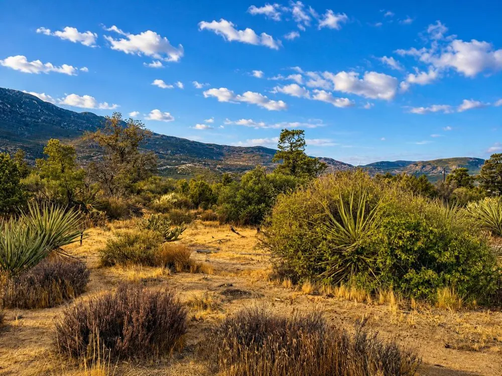 529 Saint Bernard Drive Mountain Center, CA 92561