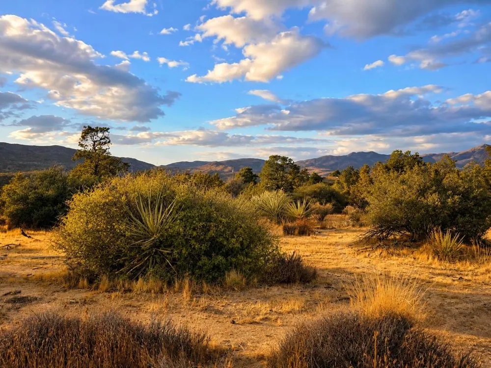 529 Saint Bernard Drive Mountain Center, CA 92561