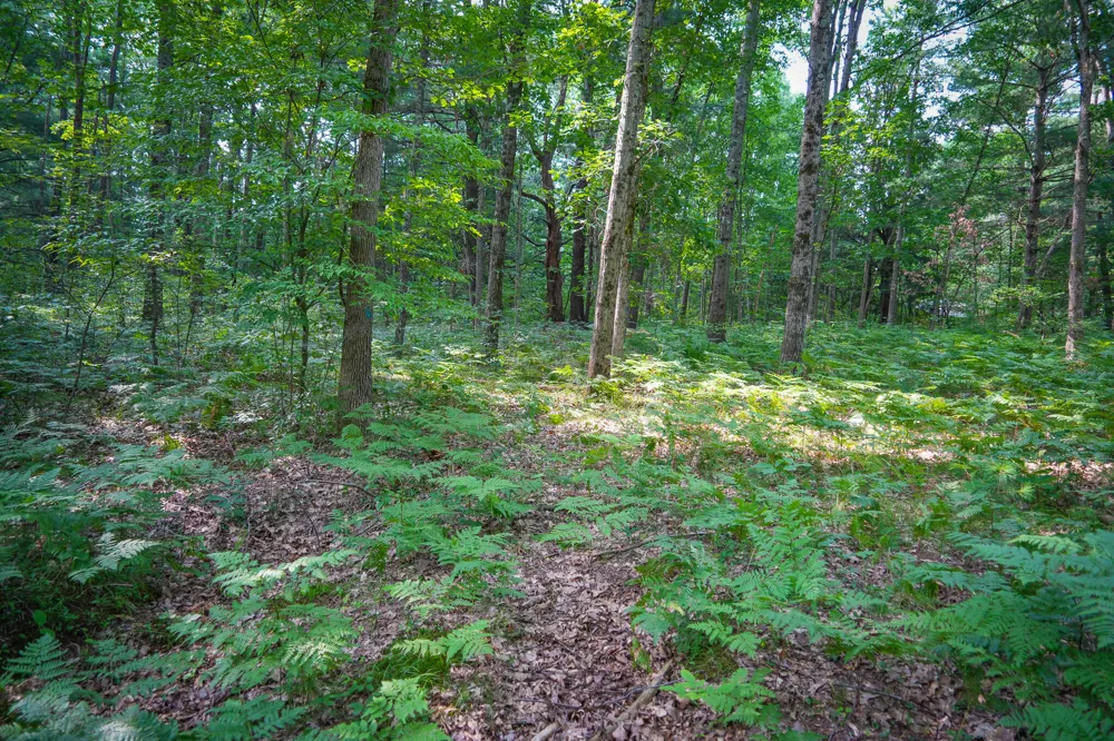 Apple Drive #Lot 38/2.36 A m/l White Cloud, MI 49349