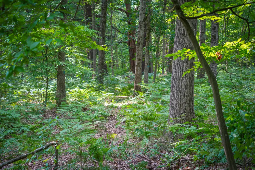 Apple Drive #Lot 38/2.36 A m/l White Cloud, MI 49349