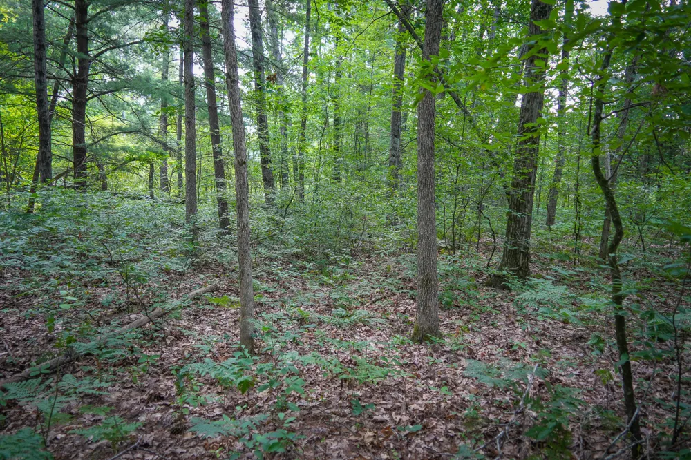 Apple Drive #Lot 38/2.36 A m/l White Cloud, MI 49349