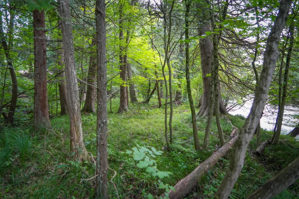 Apple Drive #Lot 38/2.36 A m/l White Cloud, MI 49349