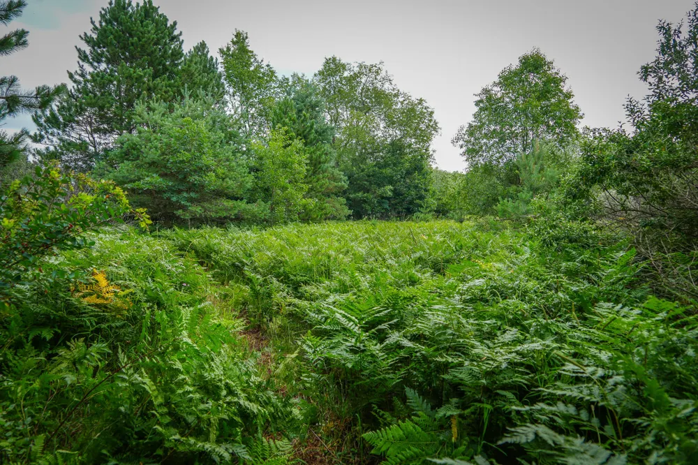 Apple Drive #Lot 62/1.88 A m/l White Cloud, MI 49349