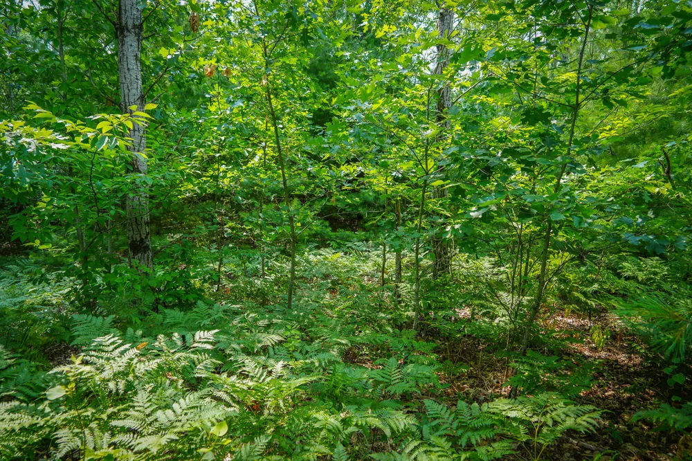 Apple Drive #Lot 62/1.88 A m/l White Cloud, MI 49349
