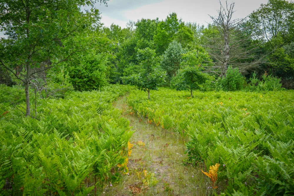 Apple Drive #Lot 62/1.88 A m/l White Cloud, MI 49349