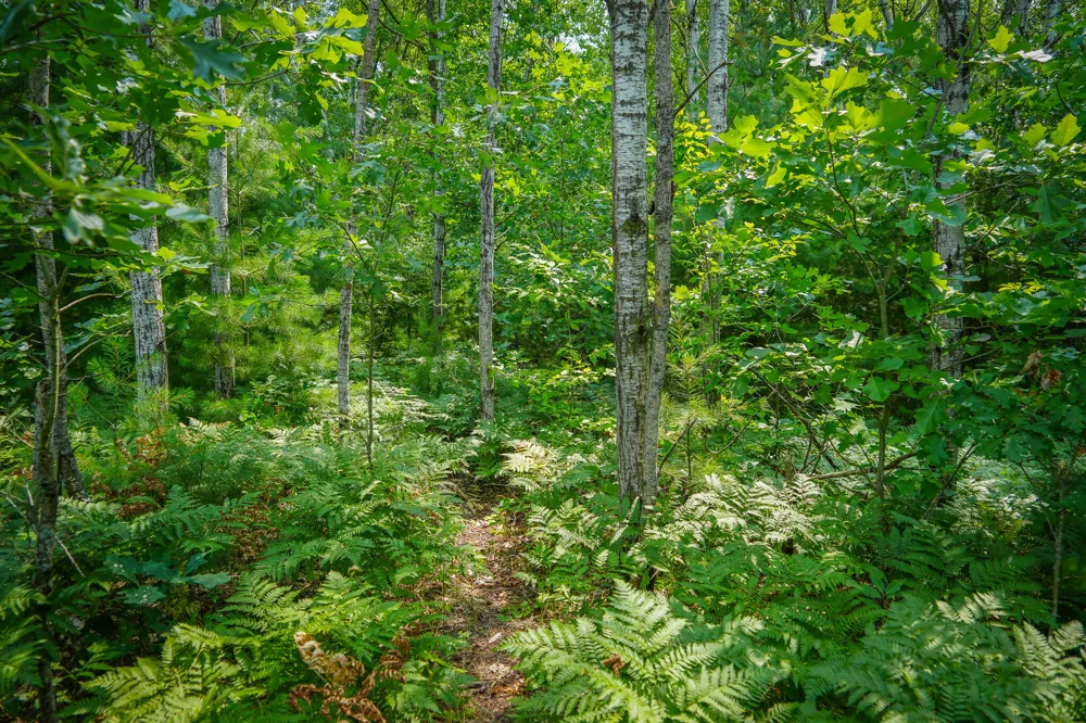 Apple Drive #Lot 62/1.88 A m/l White Cloud, MI 49349