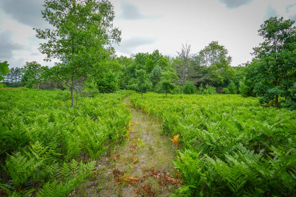 Apple Drive #Lot 62/1.88 A m/l White Cloud, MI 49349