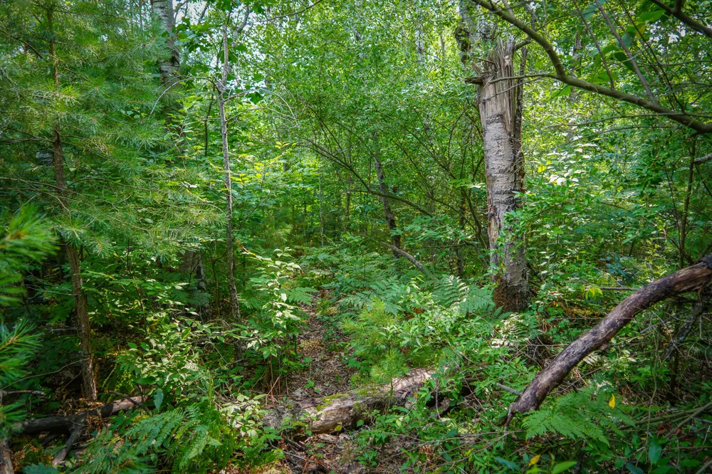 Apple Drive #Lot 62/1.88 A m/l White Cloud, MI 49349