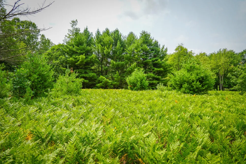 Apple Drive #Lot 63/0.95 A m/l White Cloud, MI 49349