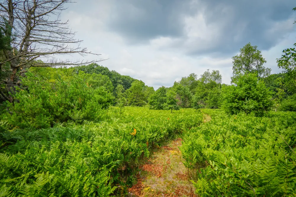 Apple Drive #Lot 63/0.95 A m/l White Cloud, MI 49349