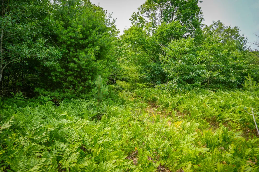 Apple Drive #Lot 63/0.95 A m/l White Cloud, MI 49349