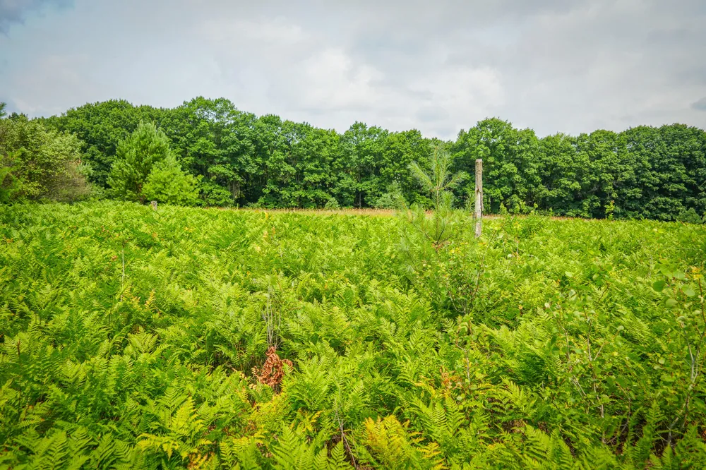 Apple Drive #Lot 63/0.95 A m/l White Cloud, MI 49349