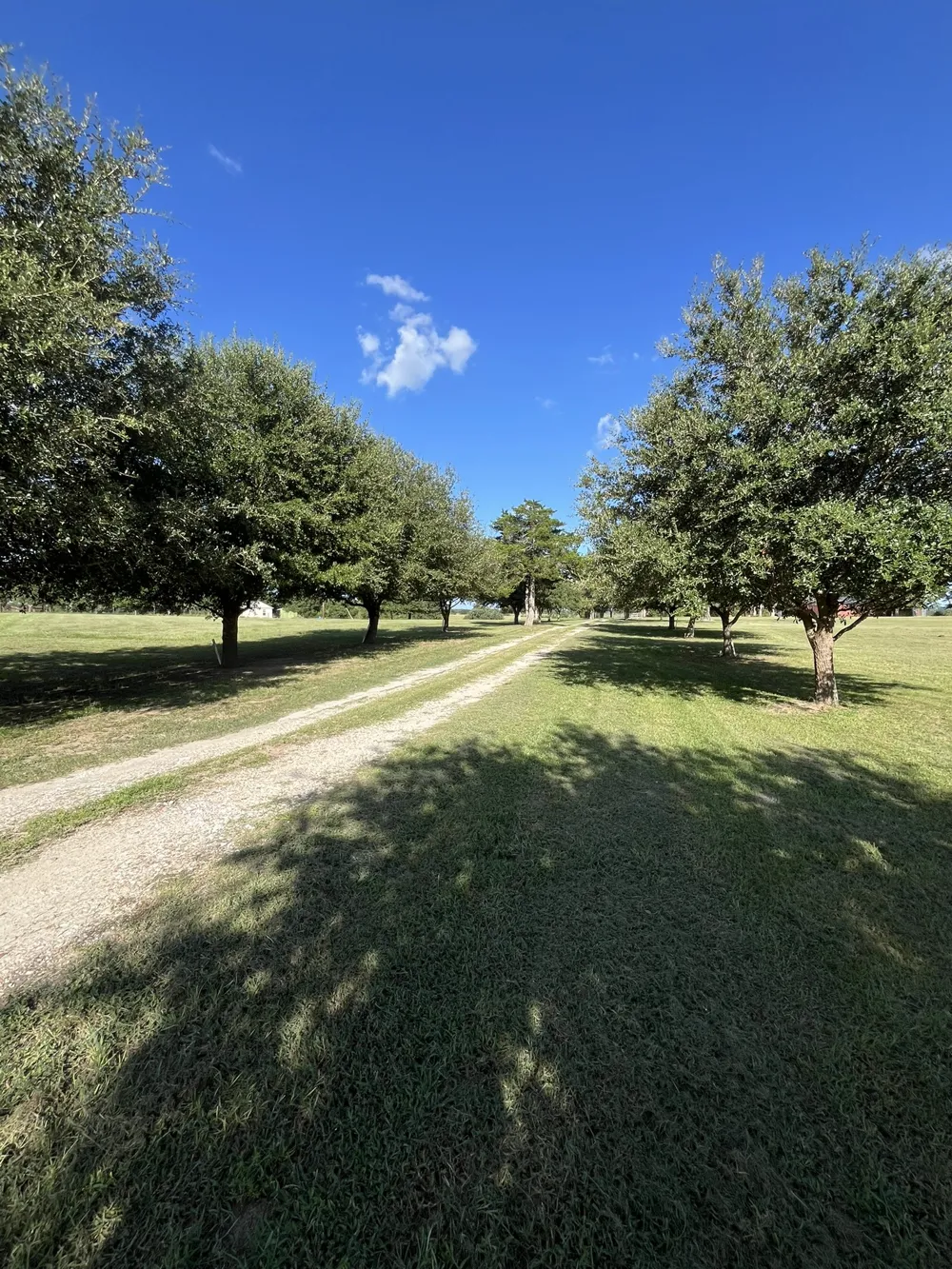 6303 Greenvine Road Brenham, TX 77833