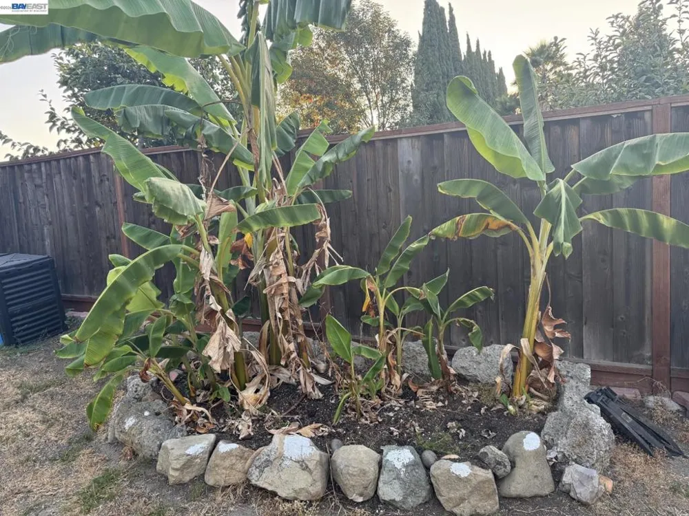 1603 Morgan St Mountain View, CA 94043