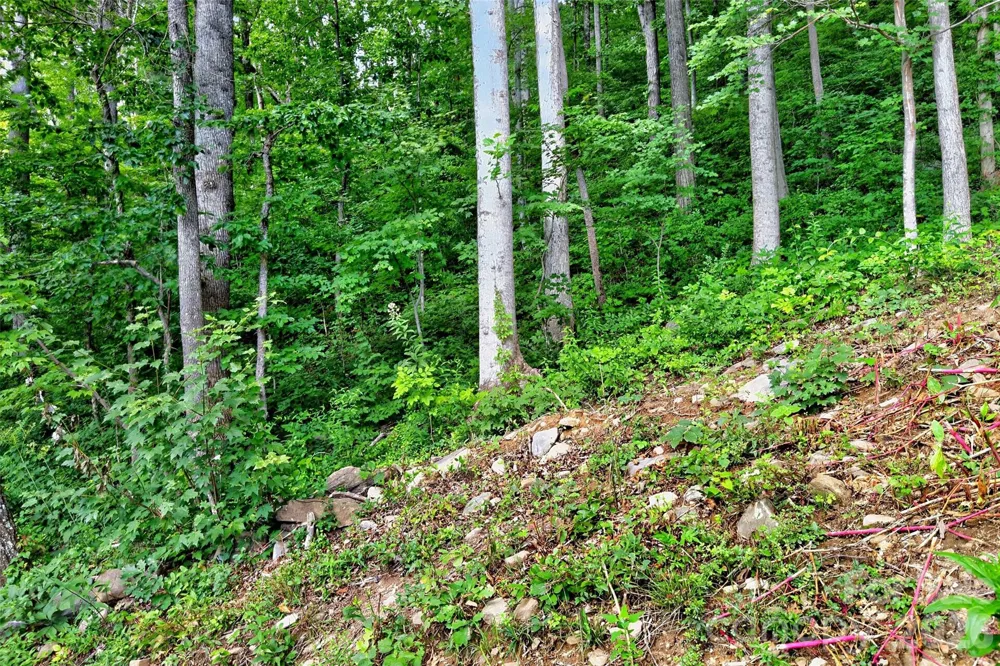 16 Nellie Bell Lane Swannanoa, NC 28778