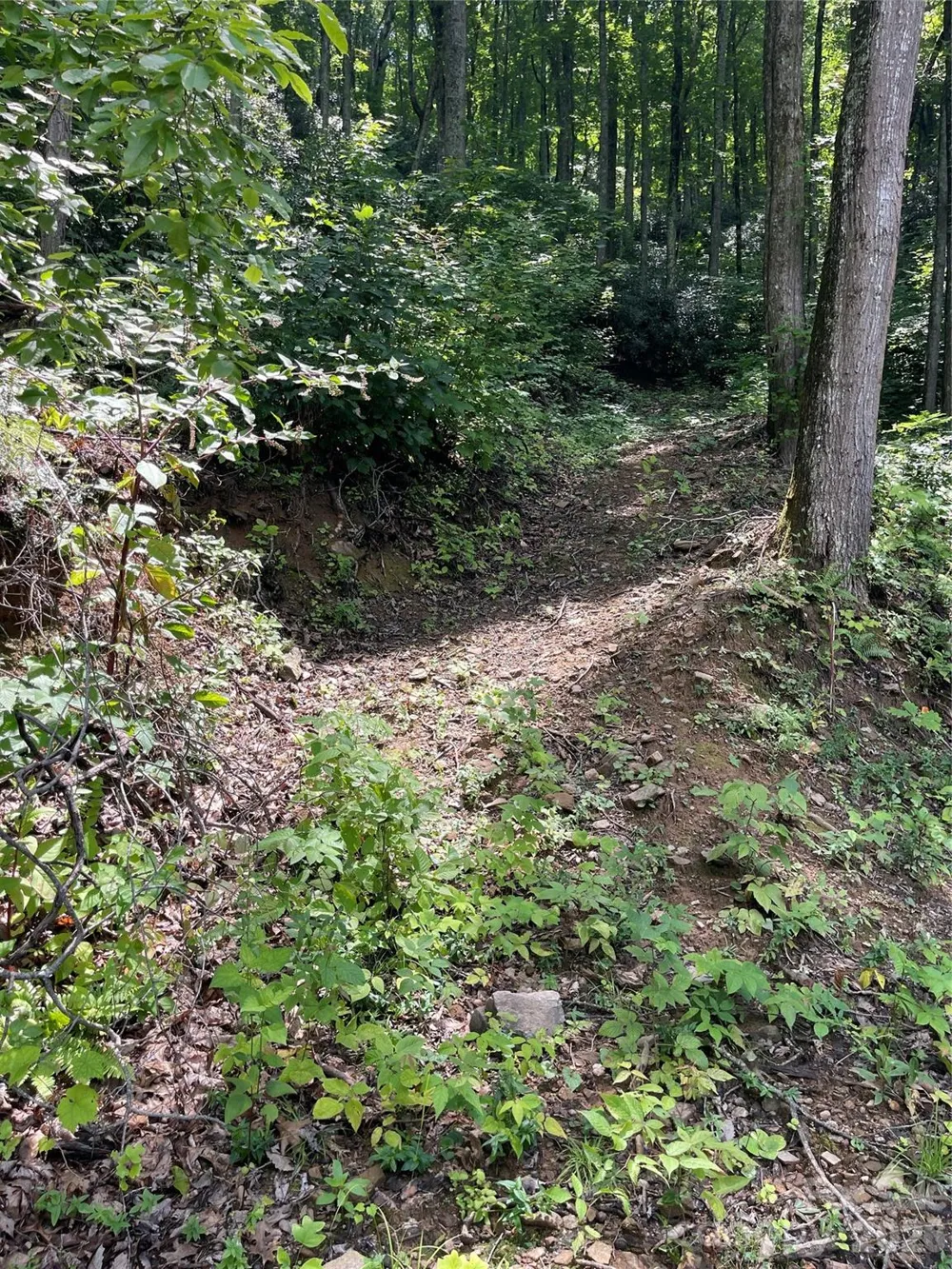 242 Floyd Road Waynesville, NC 28786