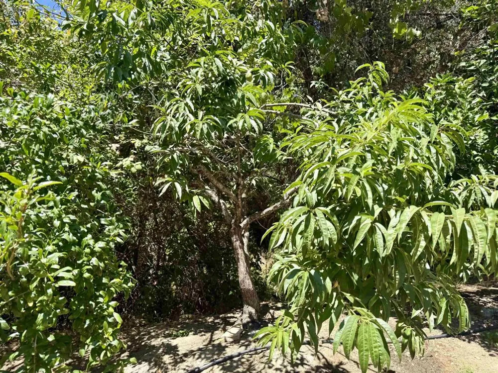 764 Old Highway 395 Fallbrook, CA 92028
