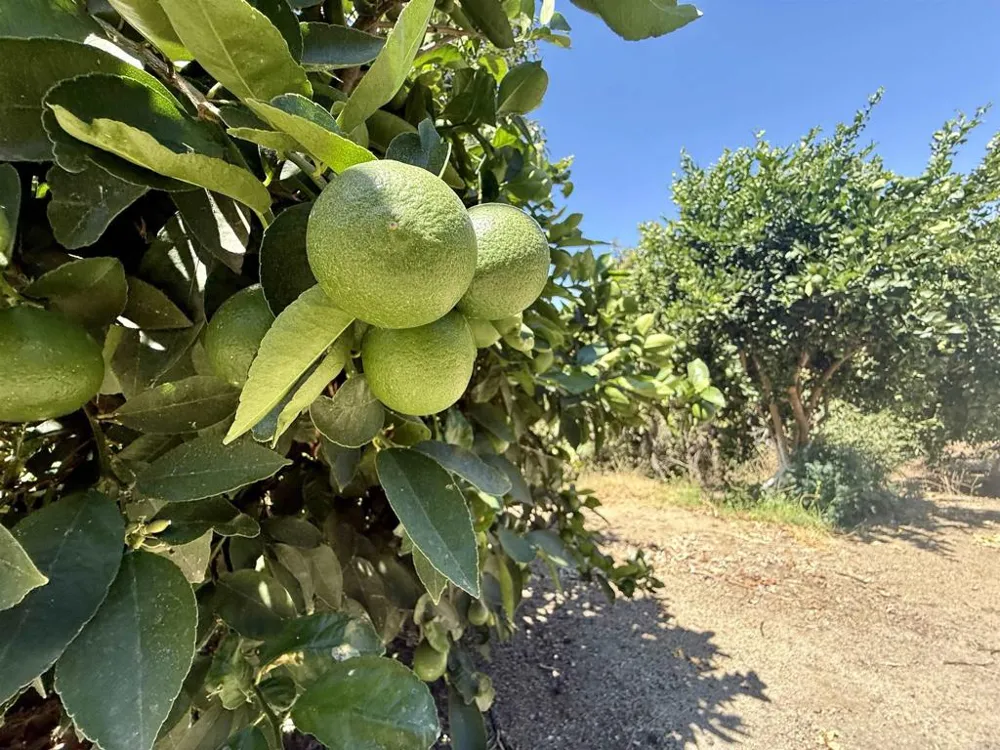 764 Old Highway 395 Fallbrook, CA 92028