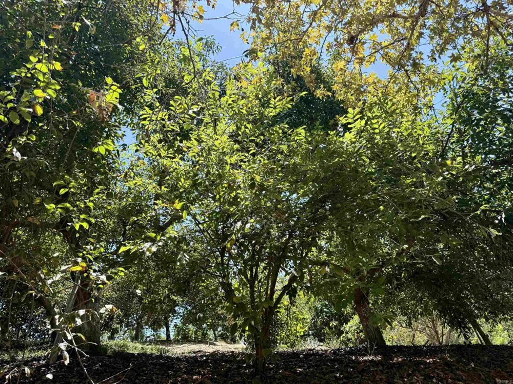 764 Old Highway 395 Fallbrook, CA 92028