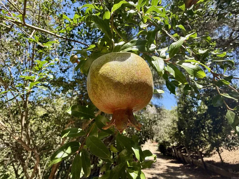 764 Old Highway 395 Fallbrook, CA 92028