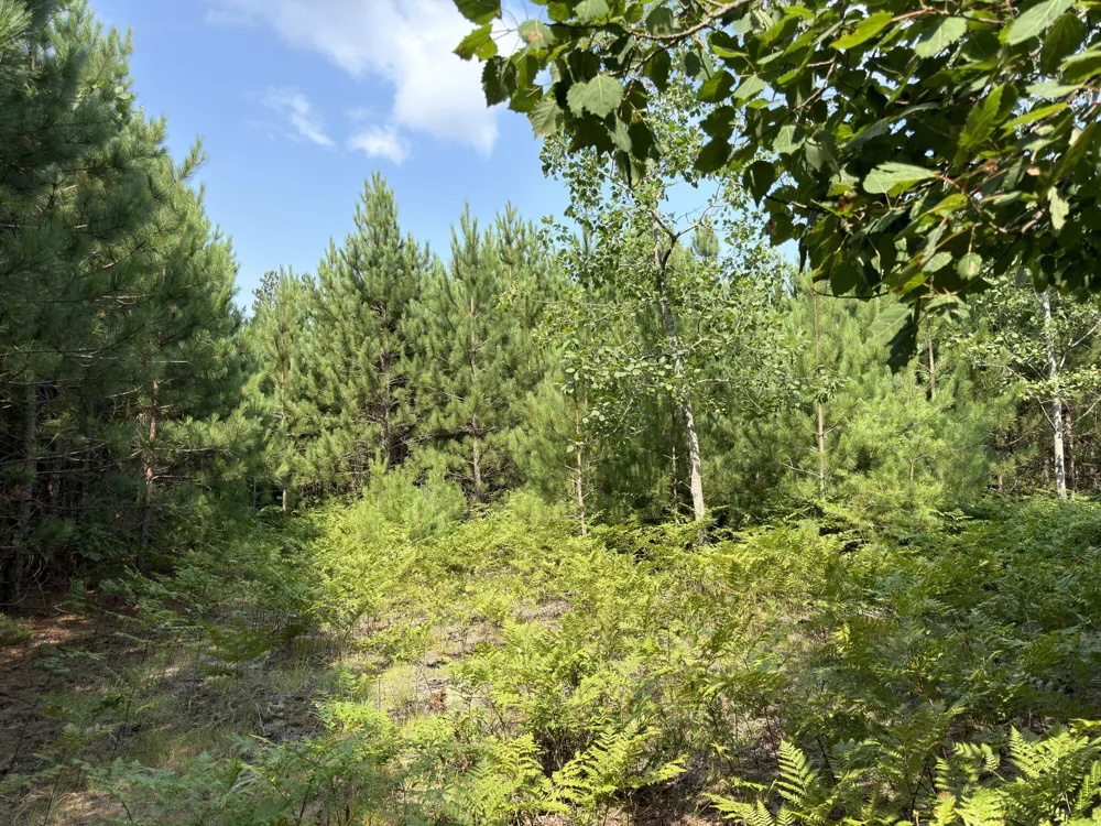 25a Nyrkkanen Road Kaleva, MI 49645