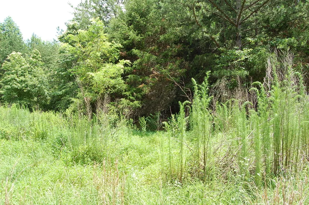 36 Stone Creek Trail Dunlap, TN 37327