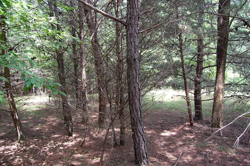36 Stone Creek Trail Dunlap, TN 37327
