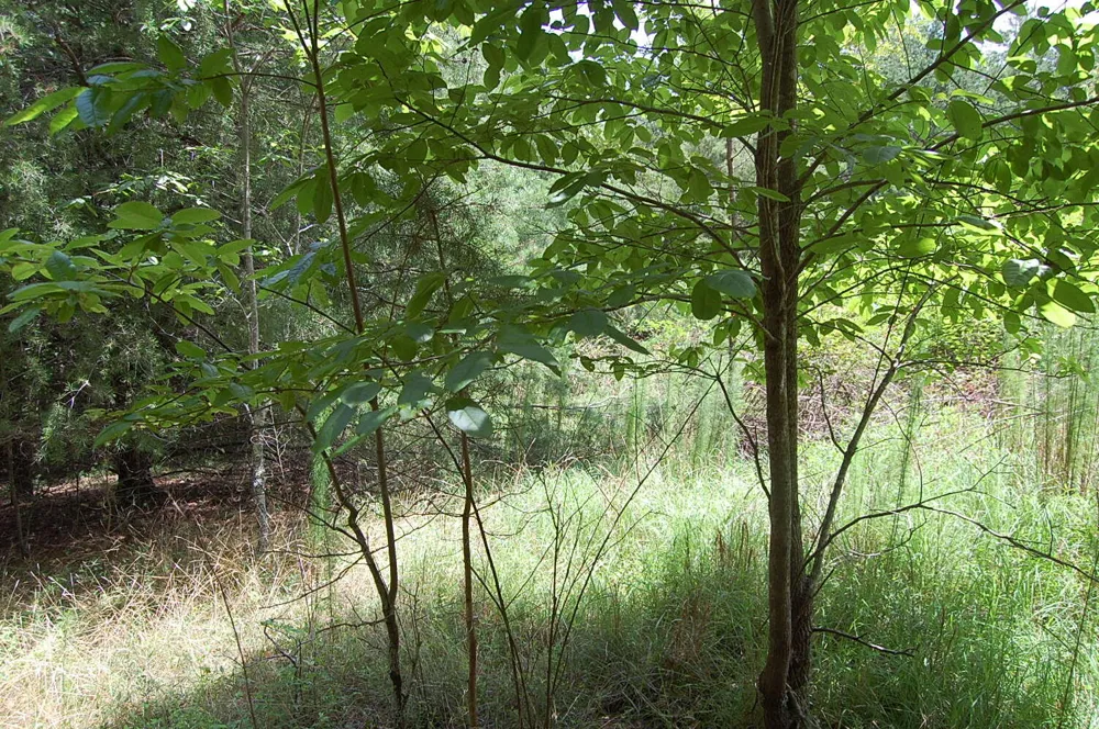 36 Stone Creek Trail Dunlap, TN 37327