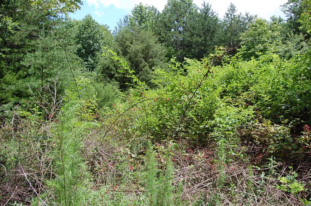 36 Stone Creek Trail Dunlap, TN 37327