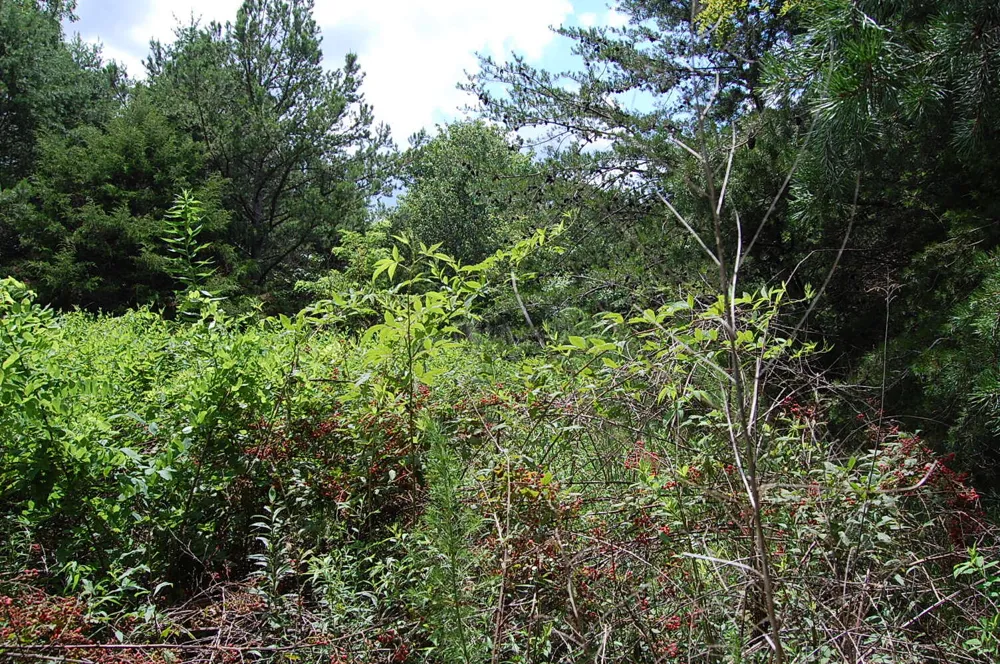 36 Stone Creek Trail Dunlap, TN 37327