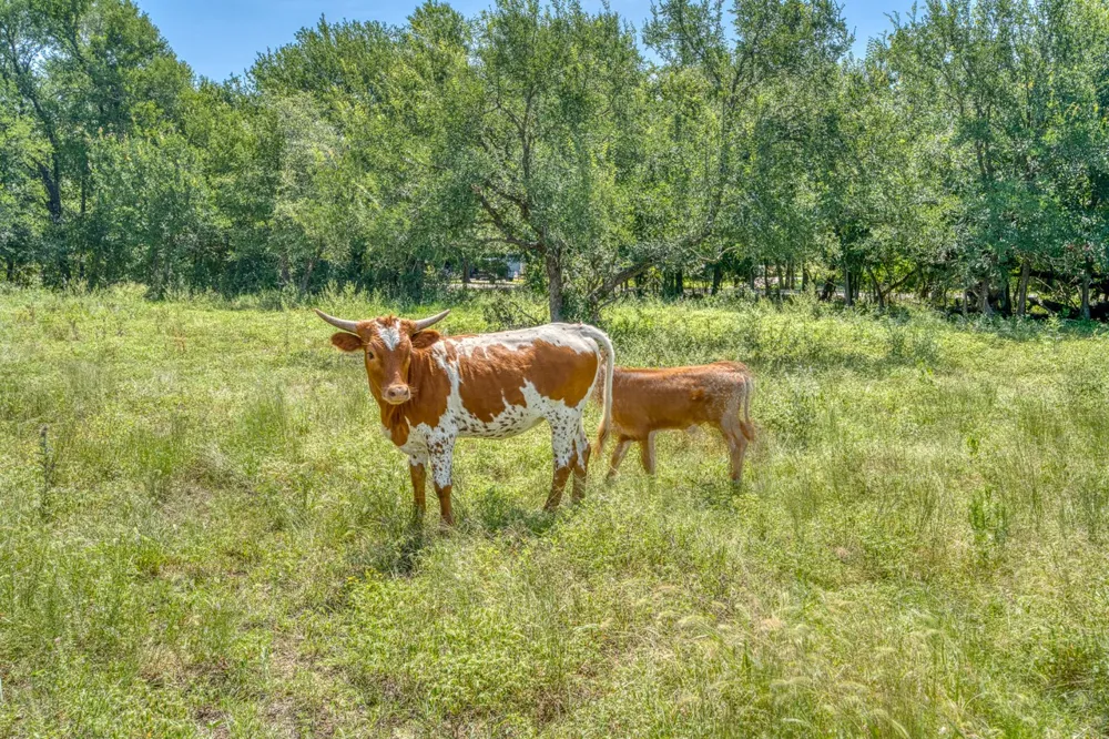 1498 Elmer King Road Belton, TX 76513