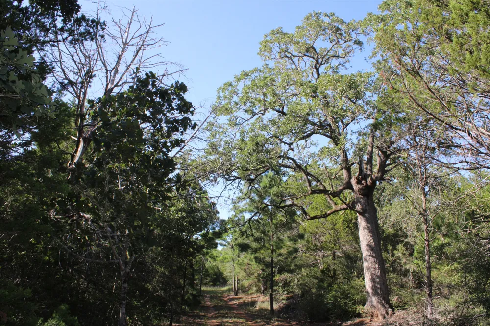 Gotier Trace Road Paige, TX 78659