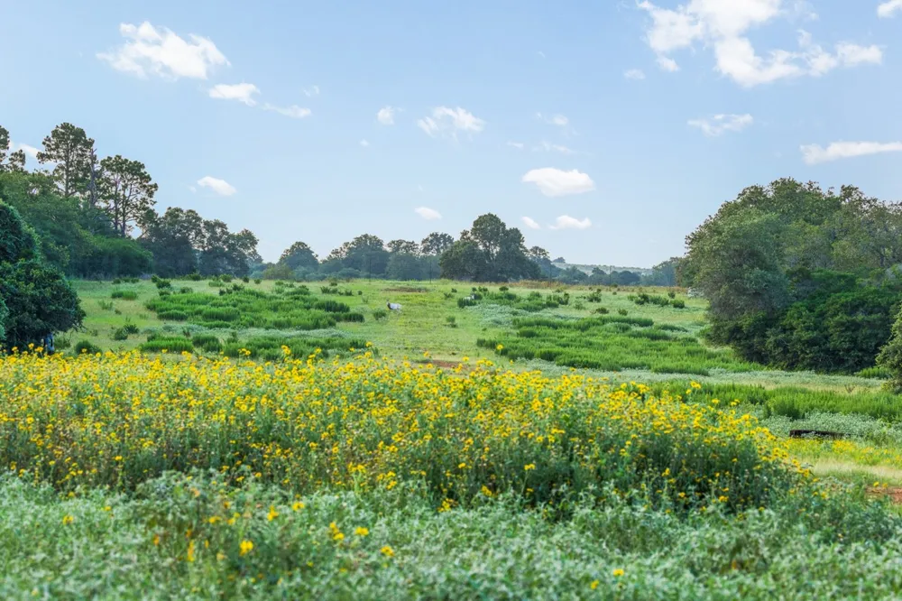 2524 Sandy Fork Road Harwood, TX 78632
